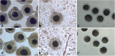 Enhancing <mark class="highlighted">Oocyte Competence</mark> With Milrinone as a Phosphodiesterase 3A Inhibitor to Improve the Development of Porcine Cloned Embryos